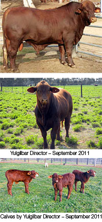 livestock